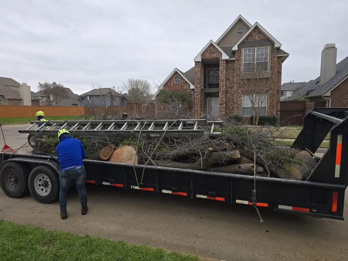 Expert Tree Pest Control with proper safety equipment in Waldron